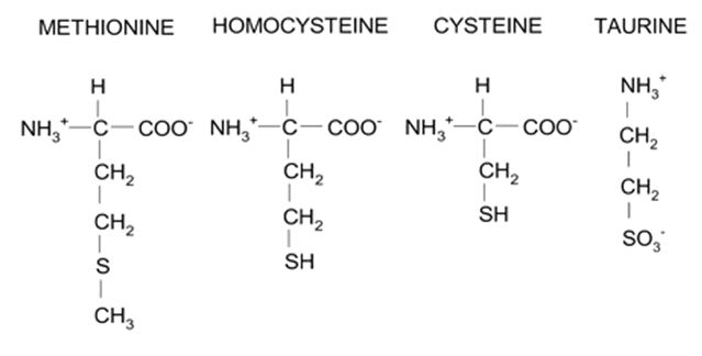 Structure of amino acids